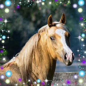 Meet your Posher, Sylvia